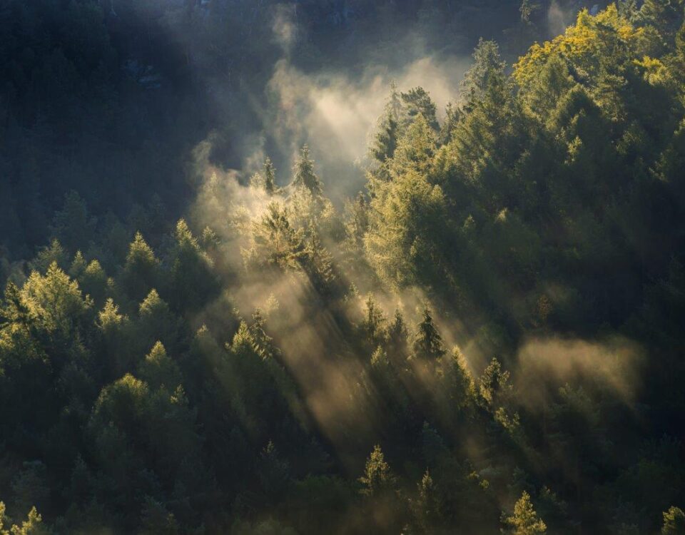 Vykupujeme lesy, lesní pozemky ...